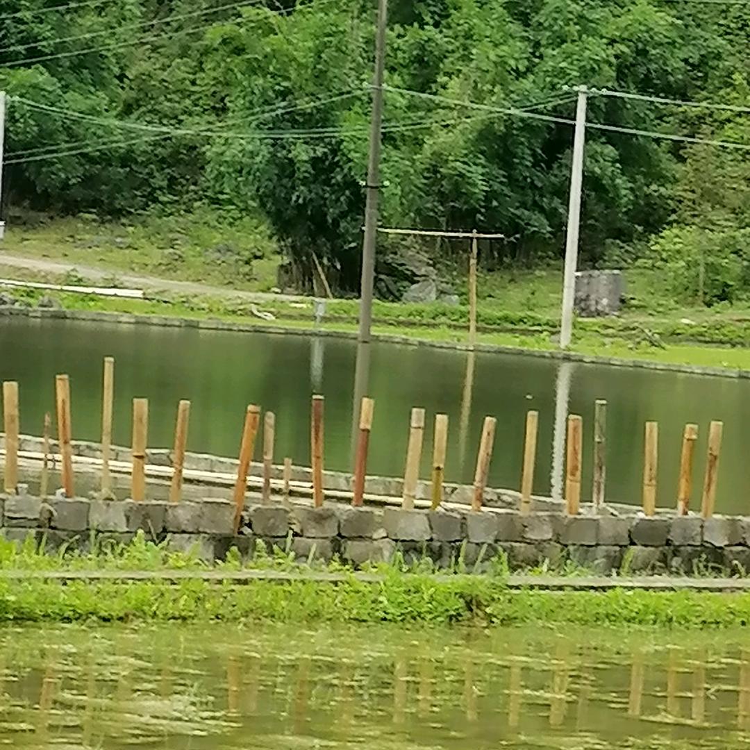 五哥