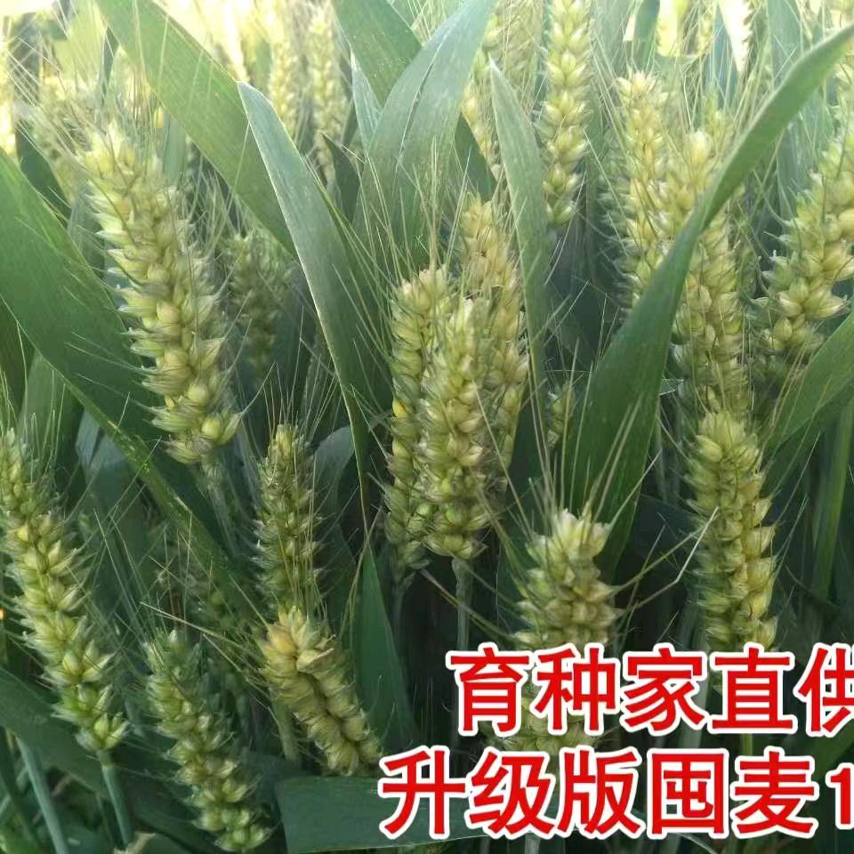 花园