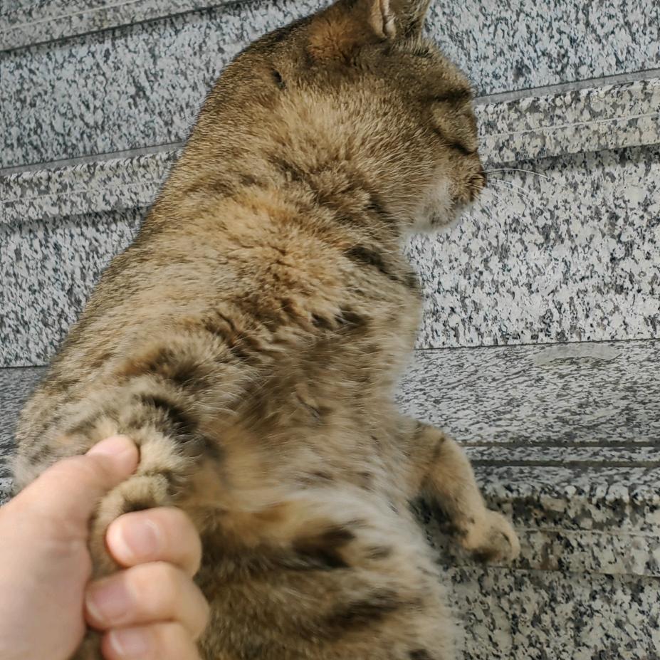 孟小小