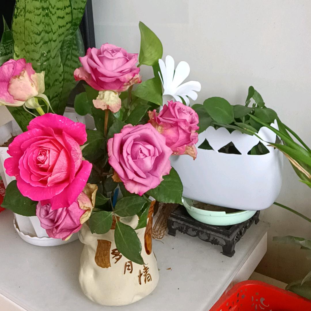小菜