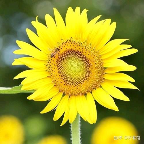 🌻馨儿🌻