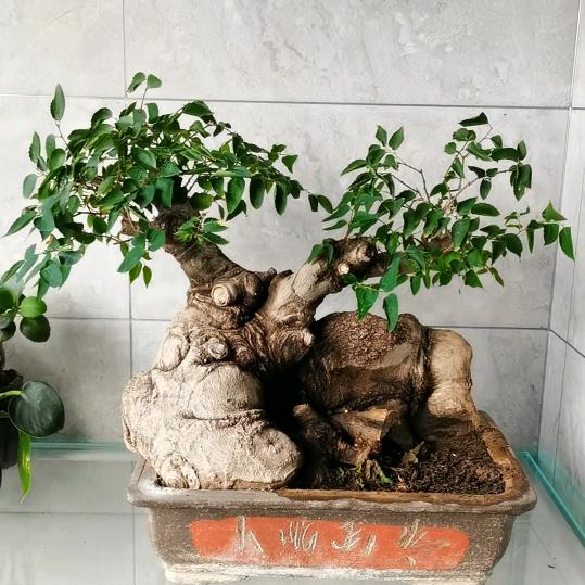 太行花苑