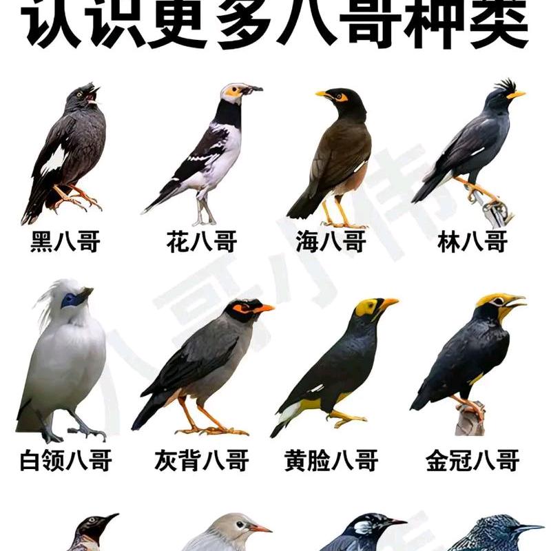 瞬间爱上八哥
