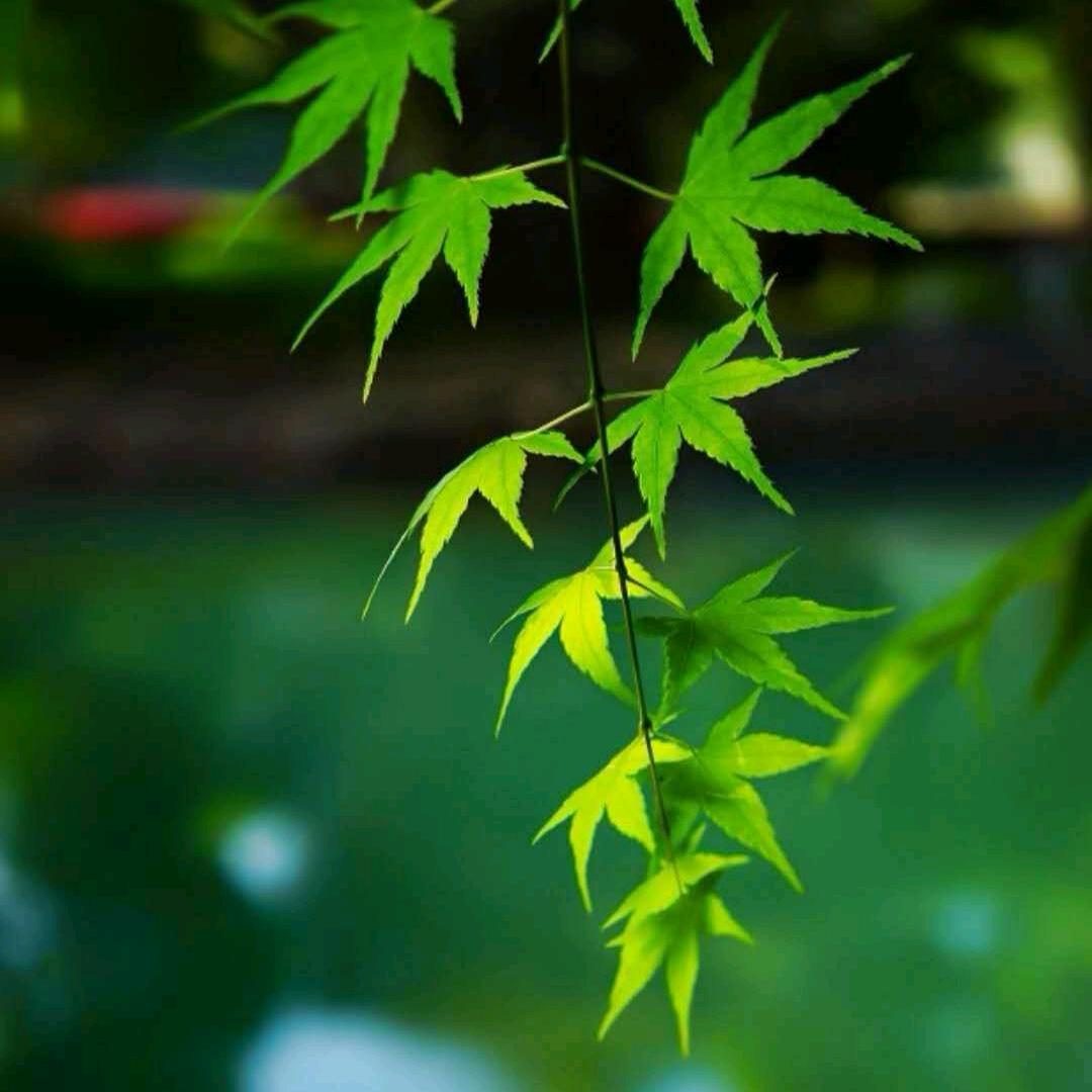 一蓑烟雨任平生²⁰³⁵