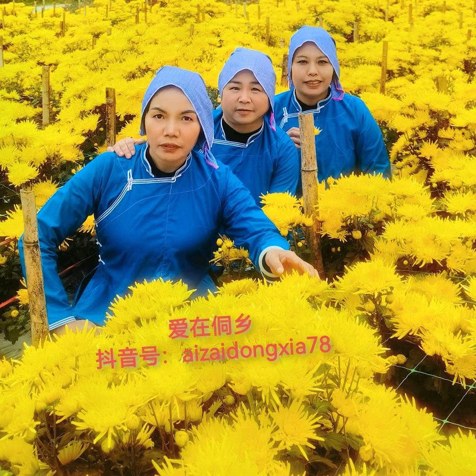 爱在侗乡
