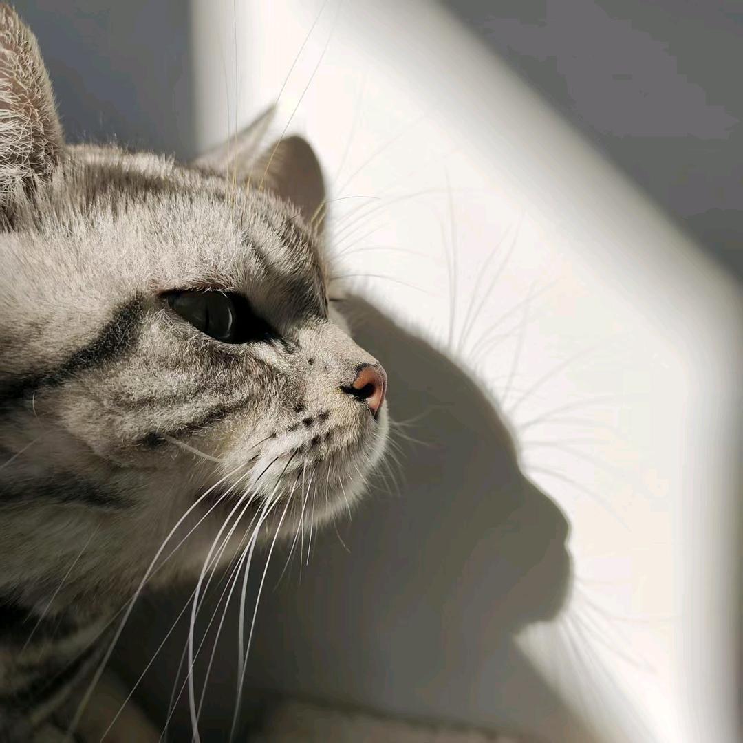 傲娇小虎班（猫仔）