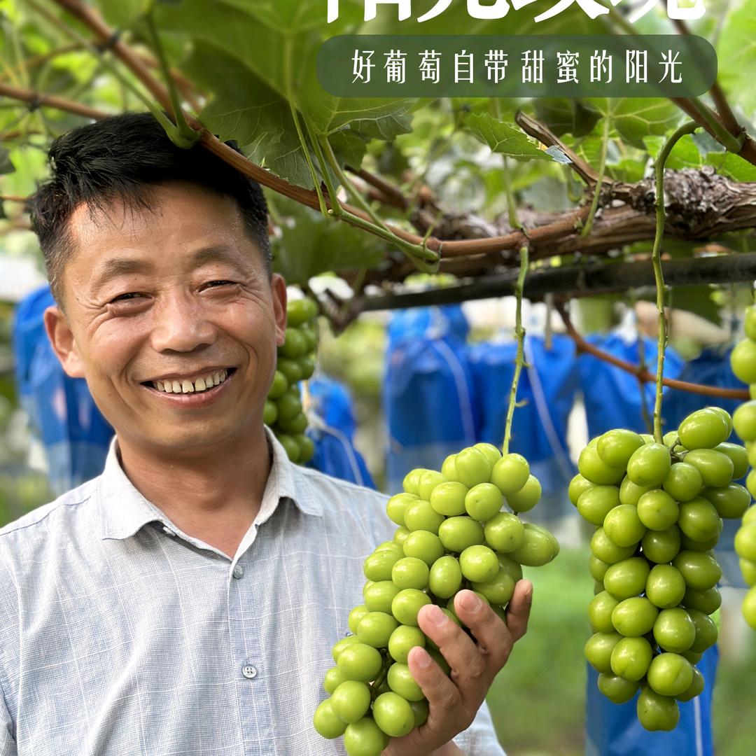 石户农葡萄