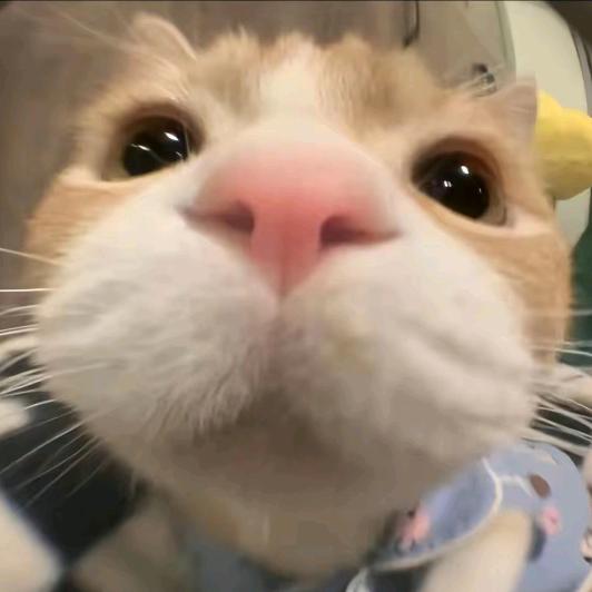 悲伤猫猫头