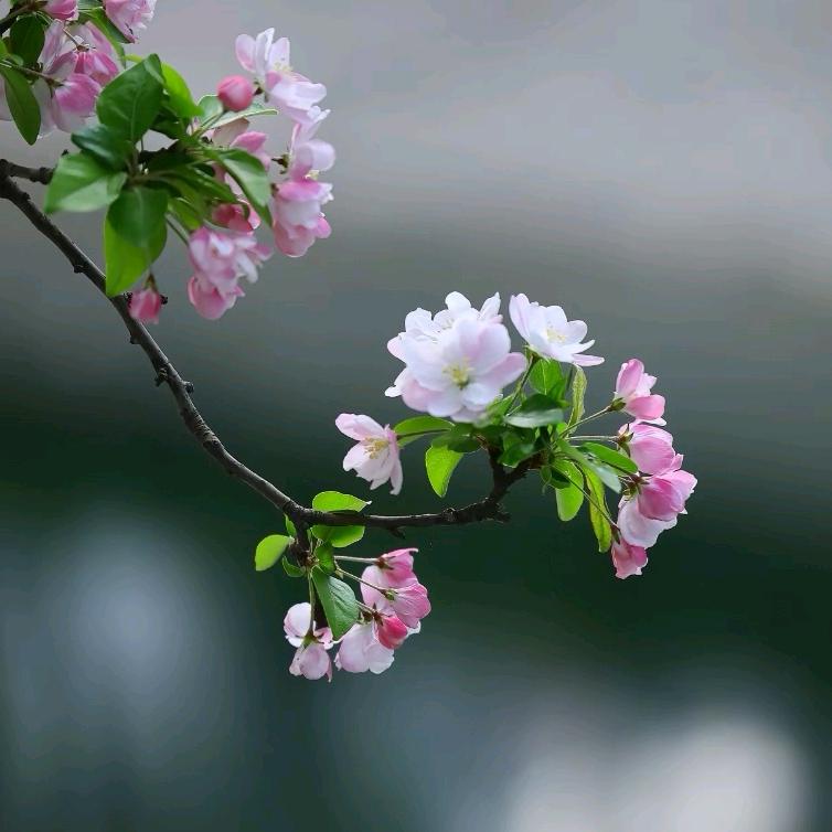 紫薇花