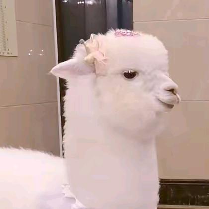 羊驼妈妈