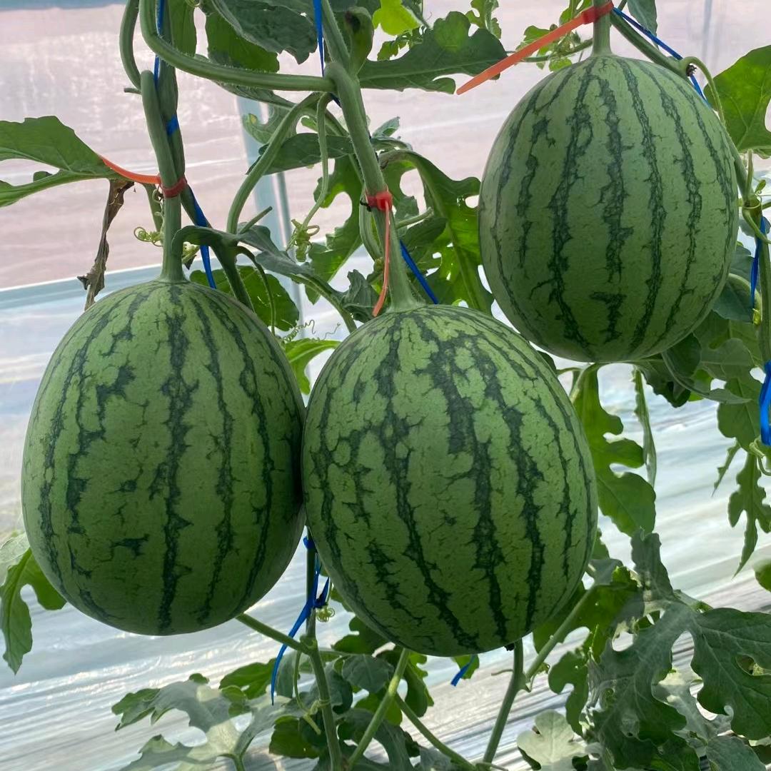 国荣种苗2k，冰糖籽西瓜苗