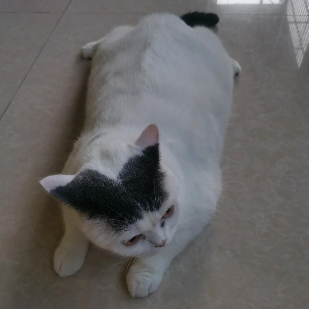 黑马狐说