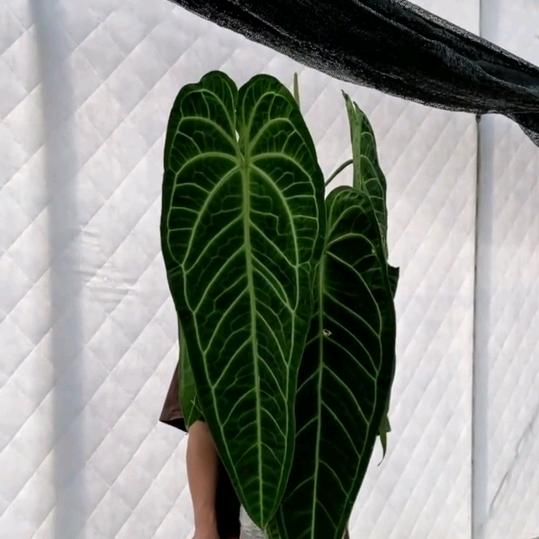 花集送