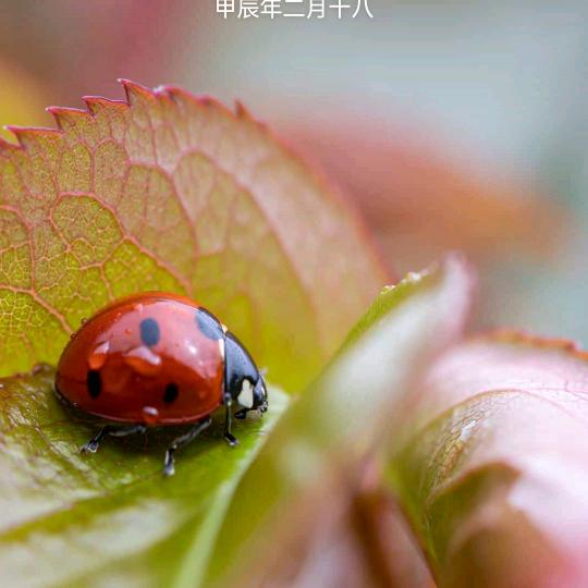 知心姐姐！一个人三只猫一个小店走天下！