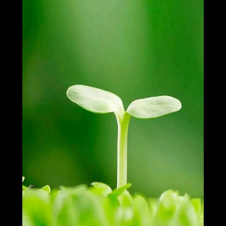 菟子