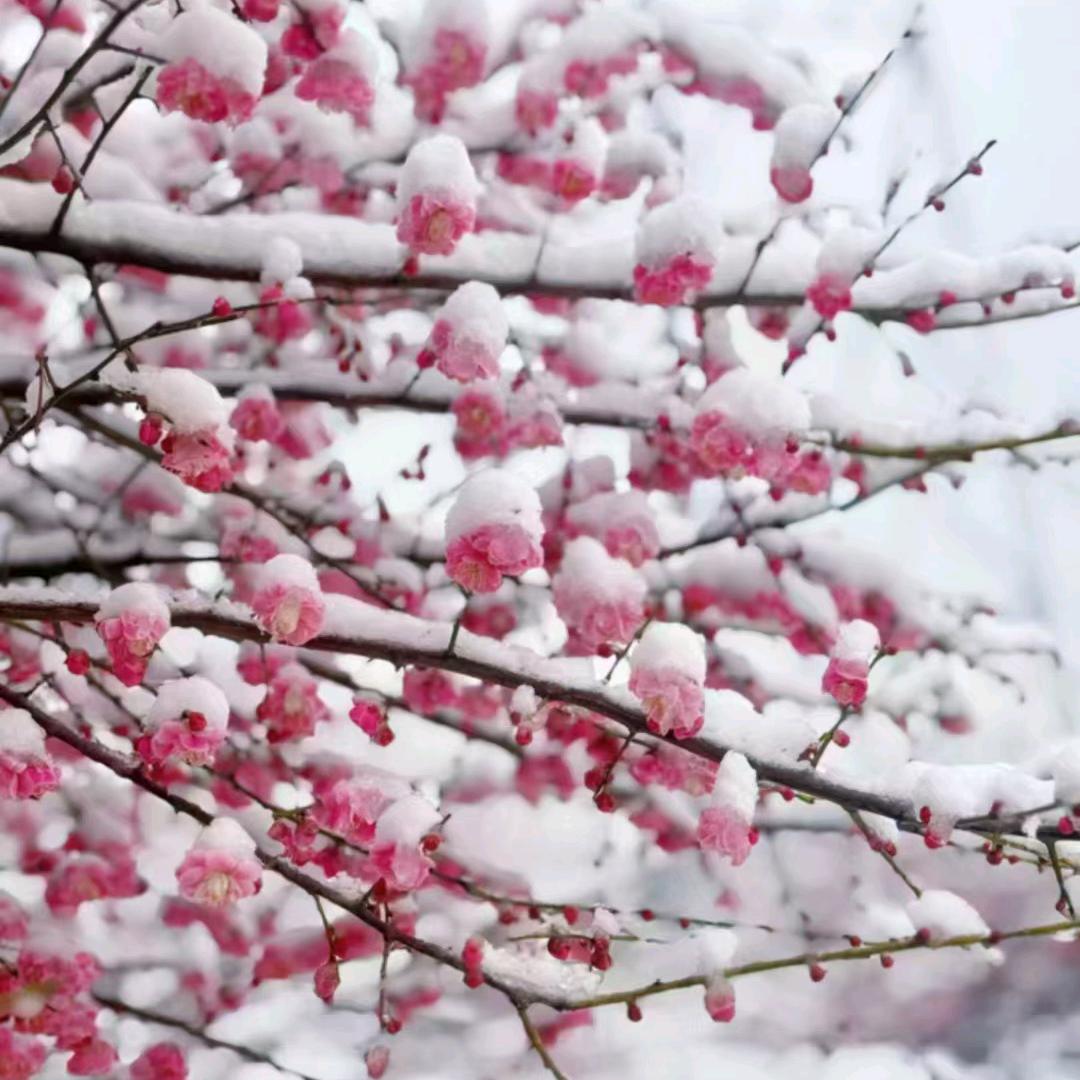 栀子花