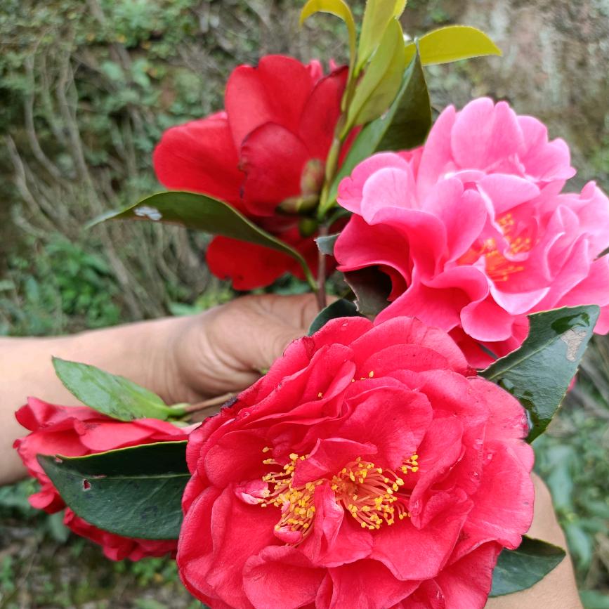 蜀兴苗木配送