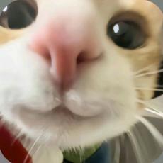 小烤鱼.