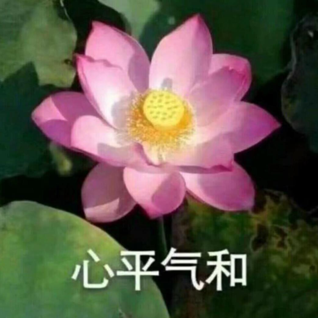 油蔡蔡籽