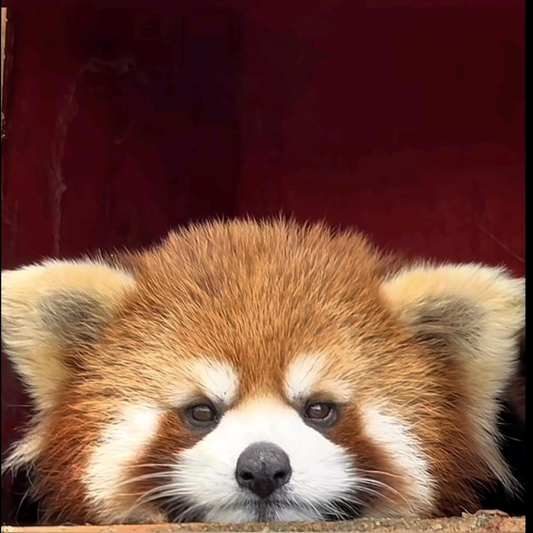 一起看日落呀