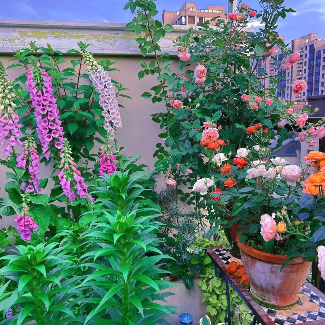 水仙花开（关注进群领料）