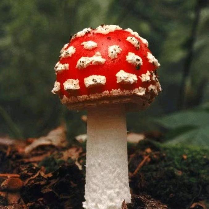 捡蘑菇小分队