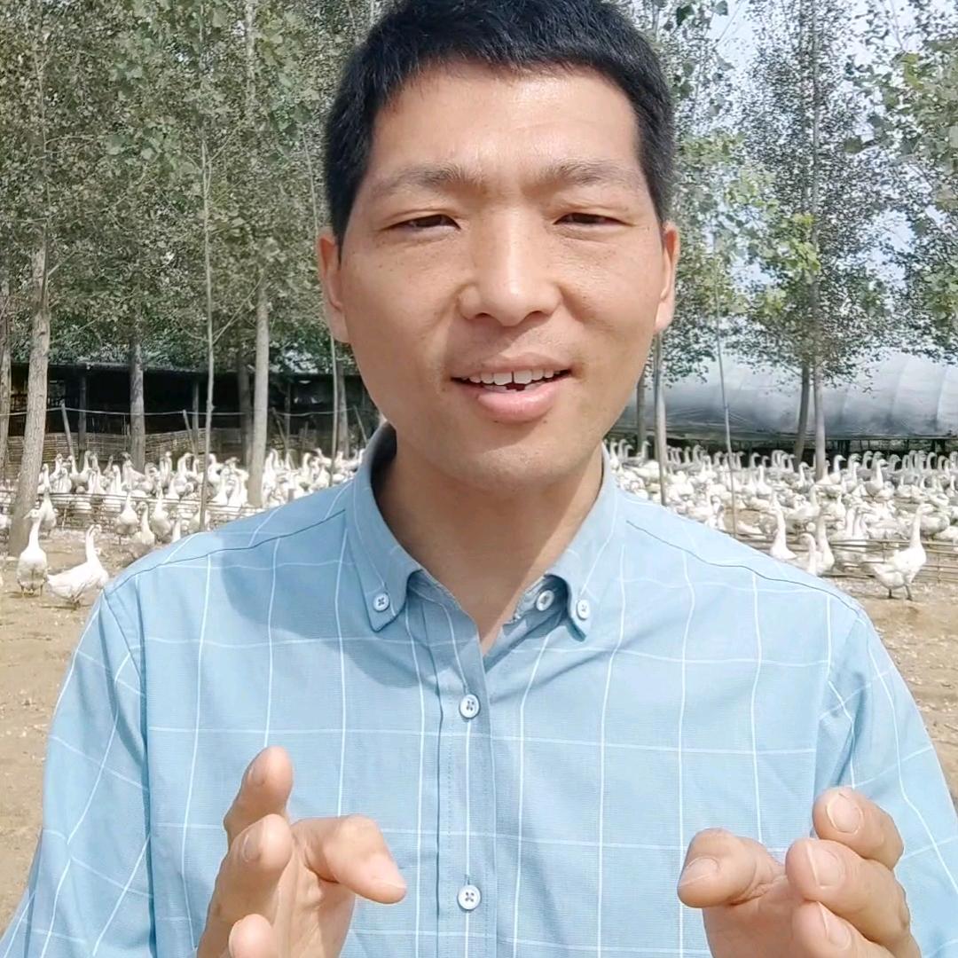 东哥养鸭鹅