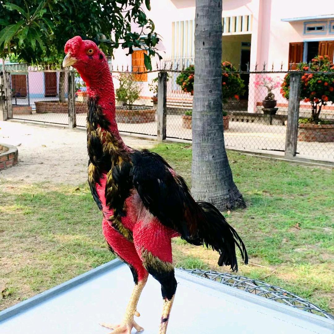 开依沙尔 斗鸡🐓