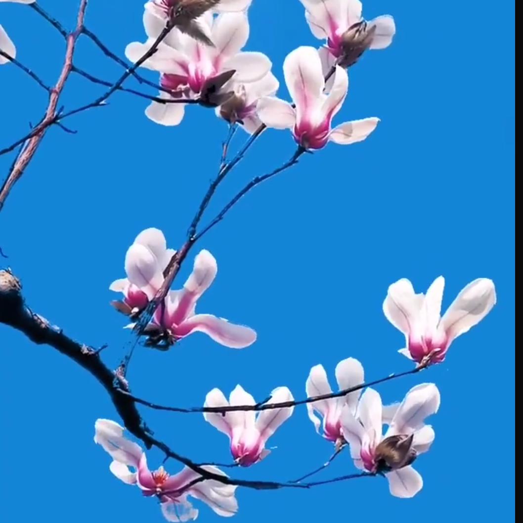 龙马追舞
