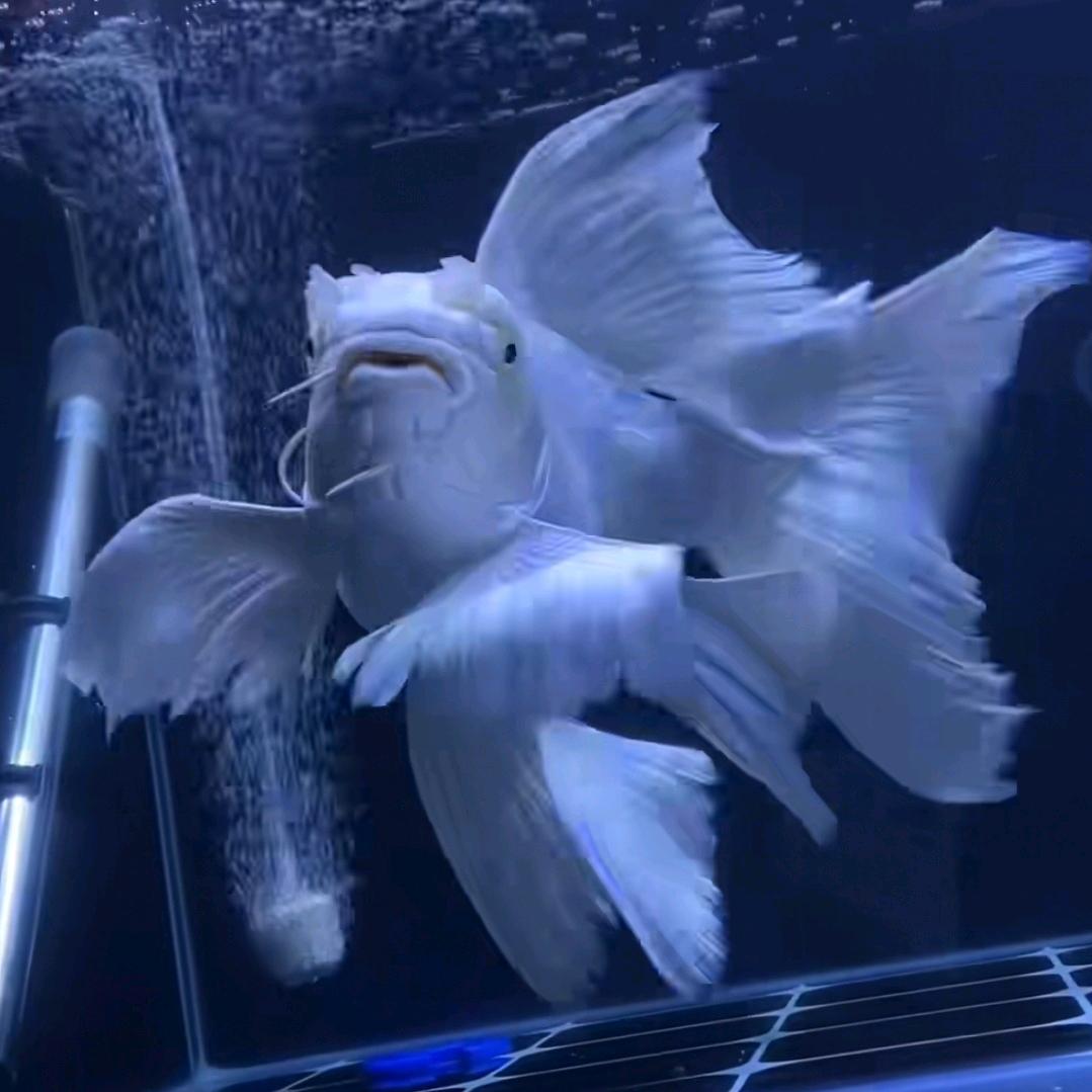 蓝界蝴蝶鲤水族馆