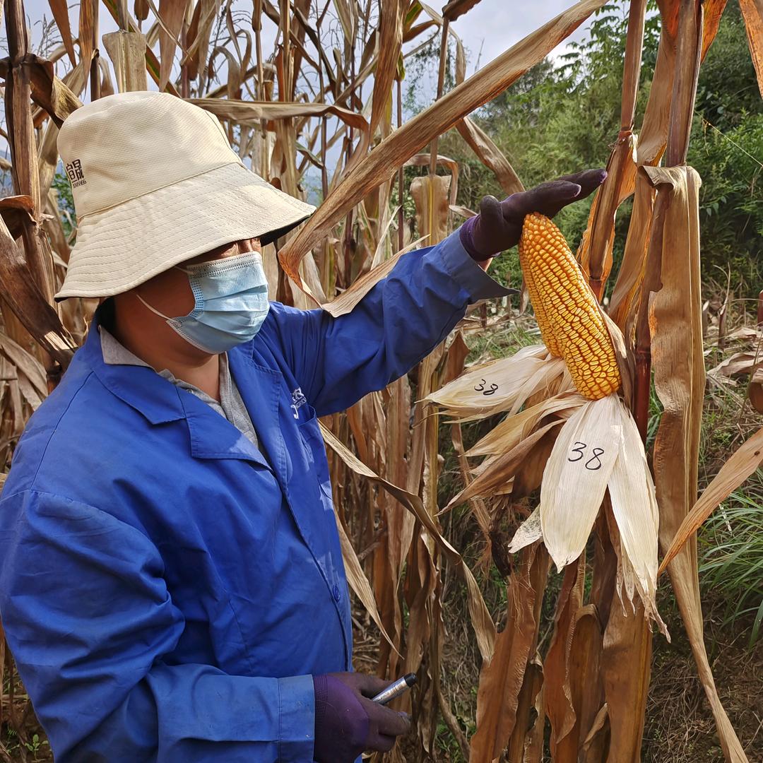 张川说种植
