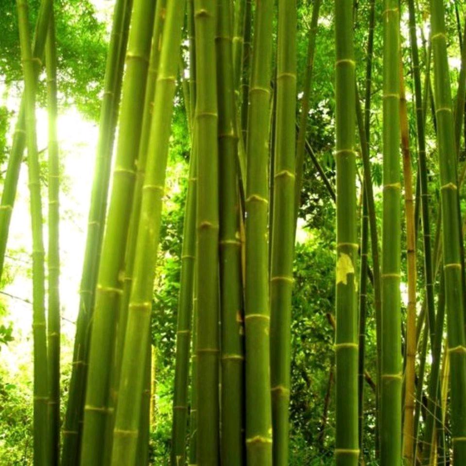 自由飞翔