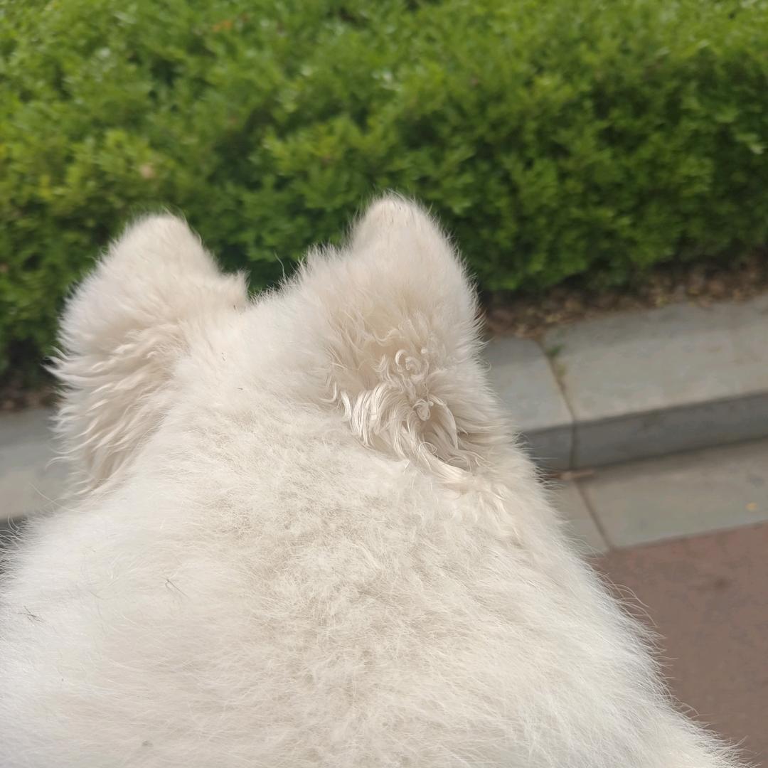 馒头🐷