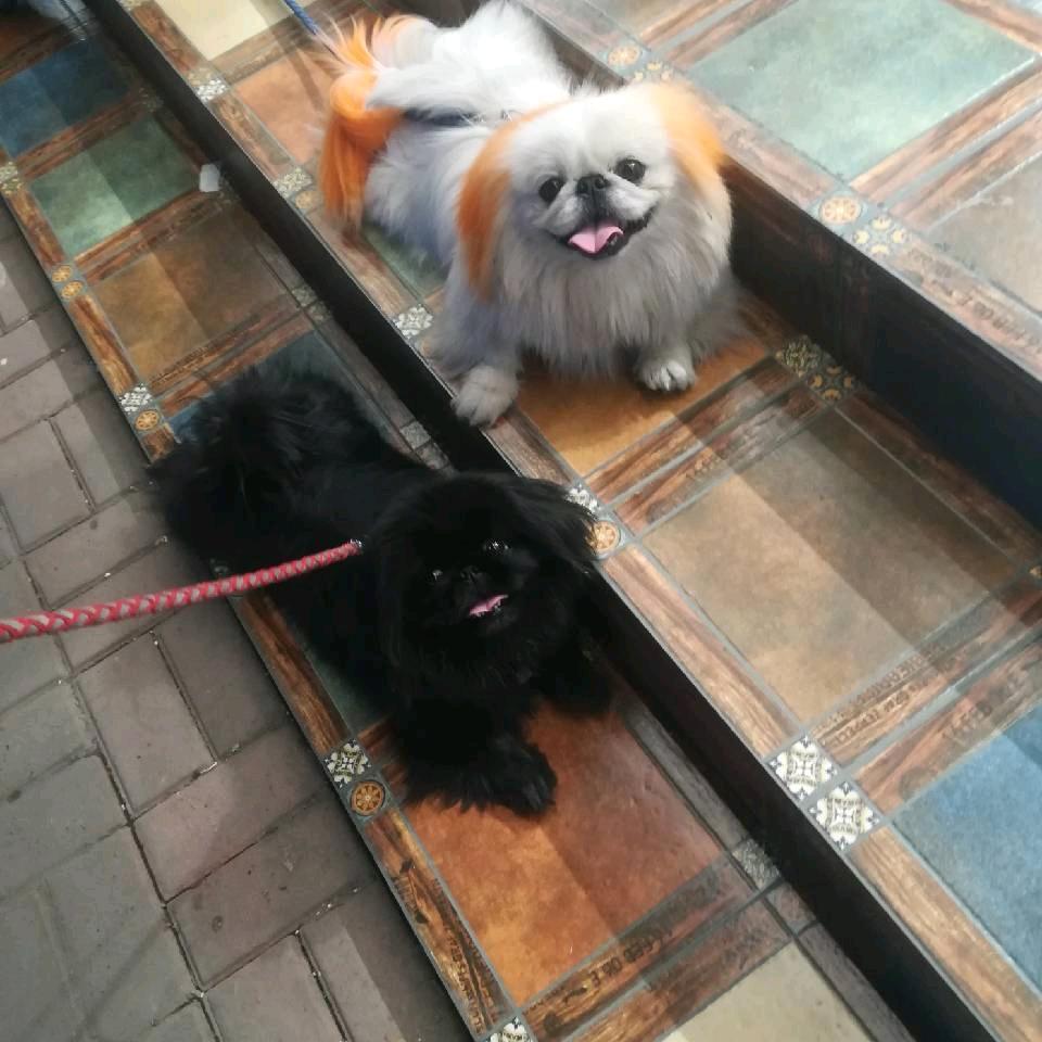 爱犬京巴