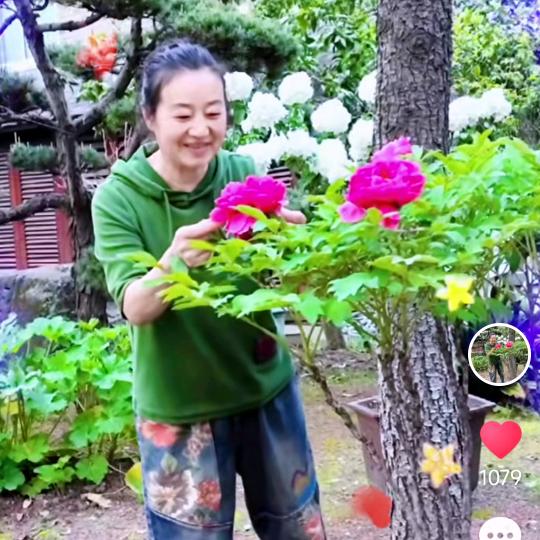 牡丹