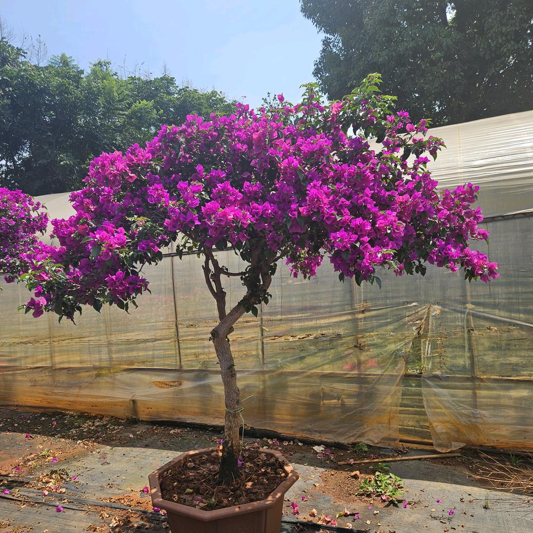 小芒果三角梅