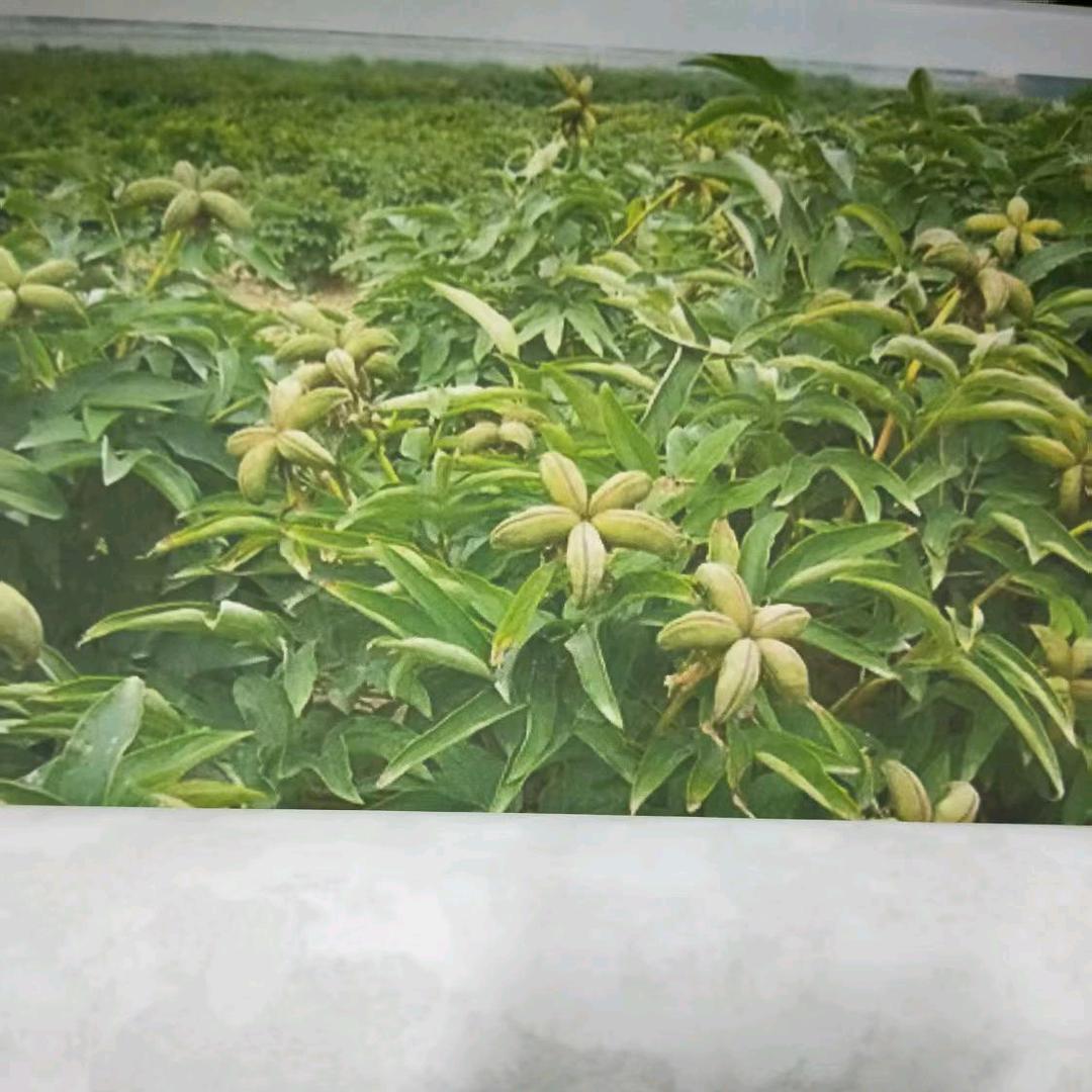 ₅₂₀꯭🌼꯭ཽ꧓꯭懂ᩚ你꯭ᩚꦸ悲꯭欢࿐