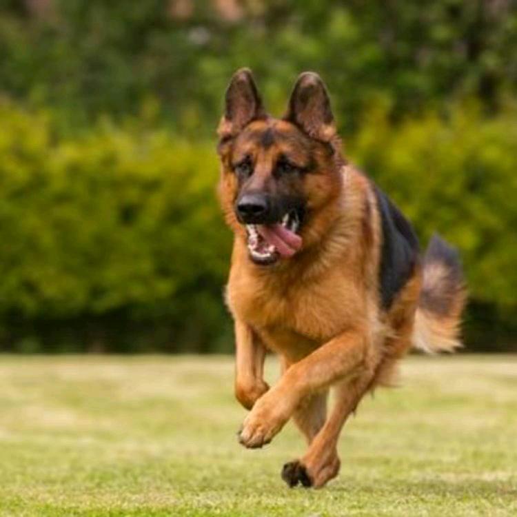 名犬代淘
