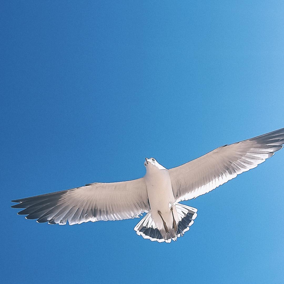 麦克