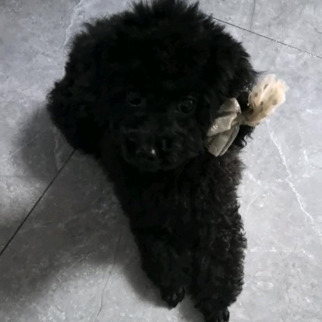 妞妞公主驾到