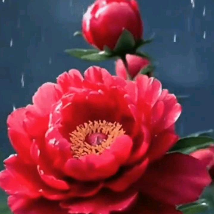 默宝