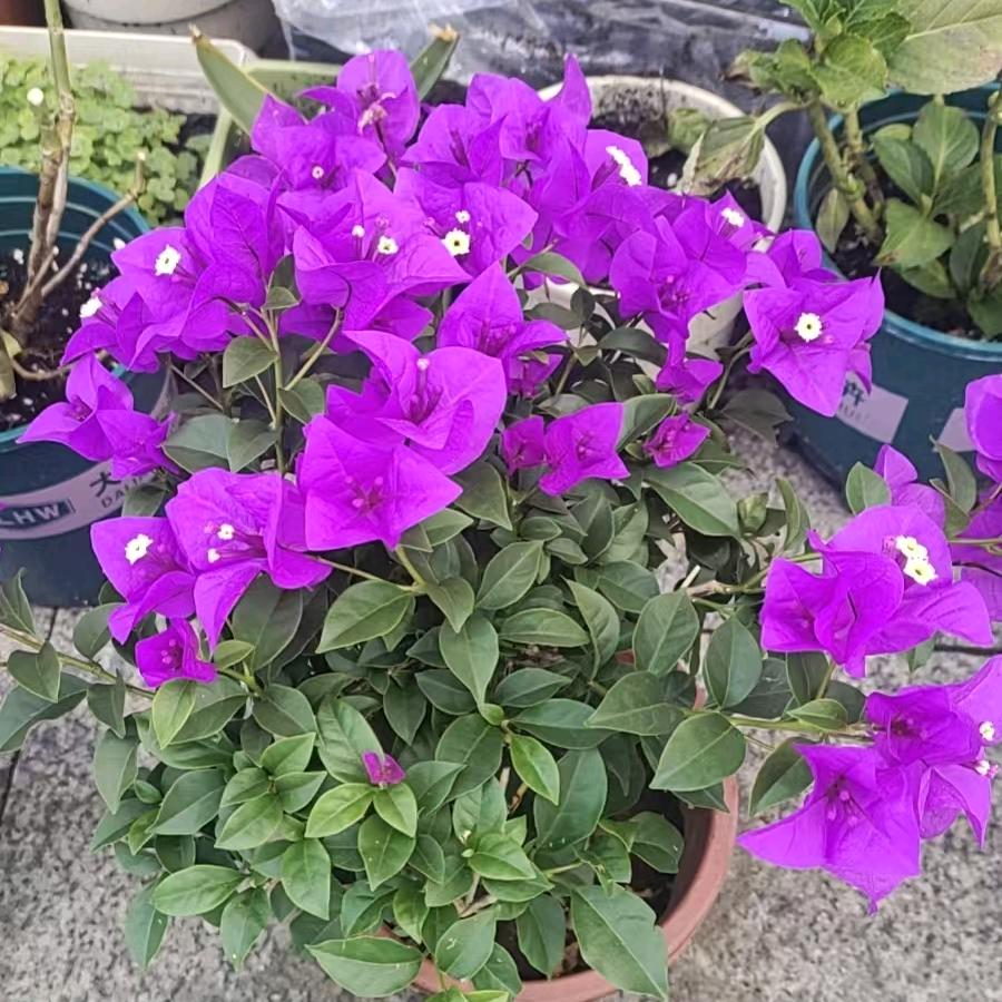 @平凡的人
