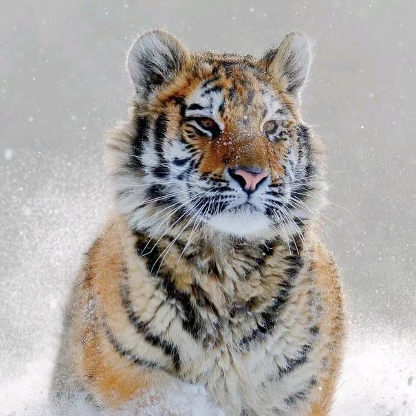 山东虎哥🐯
