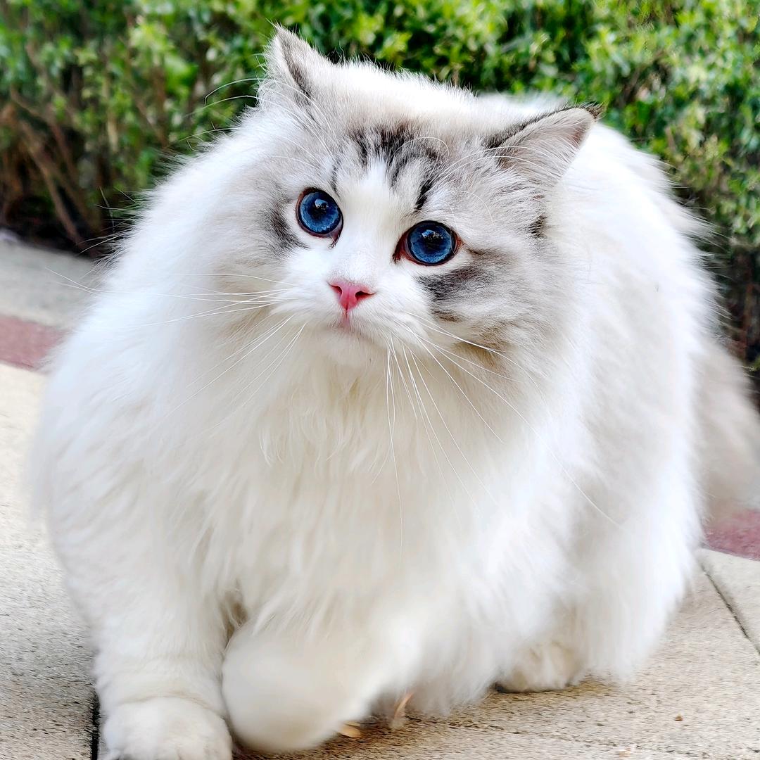 刘星家稀有色布偶猫