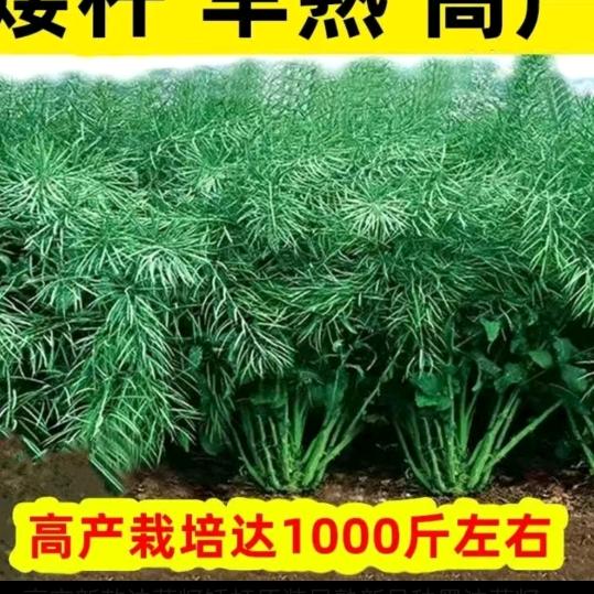 临泉县老集镇孟庆得农资