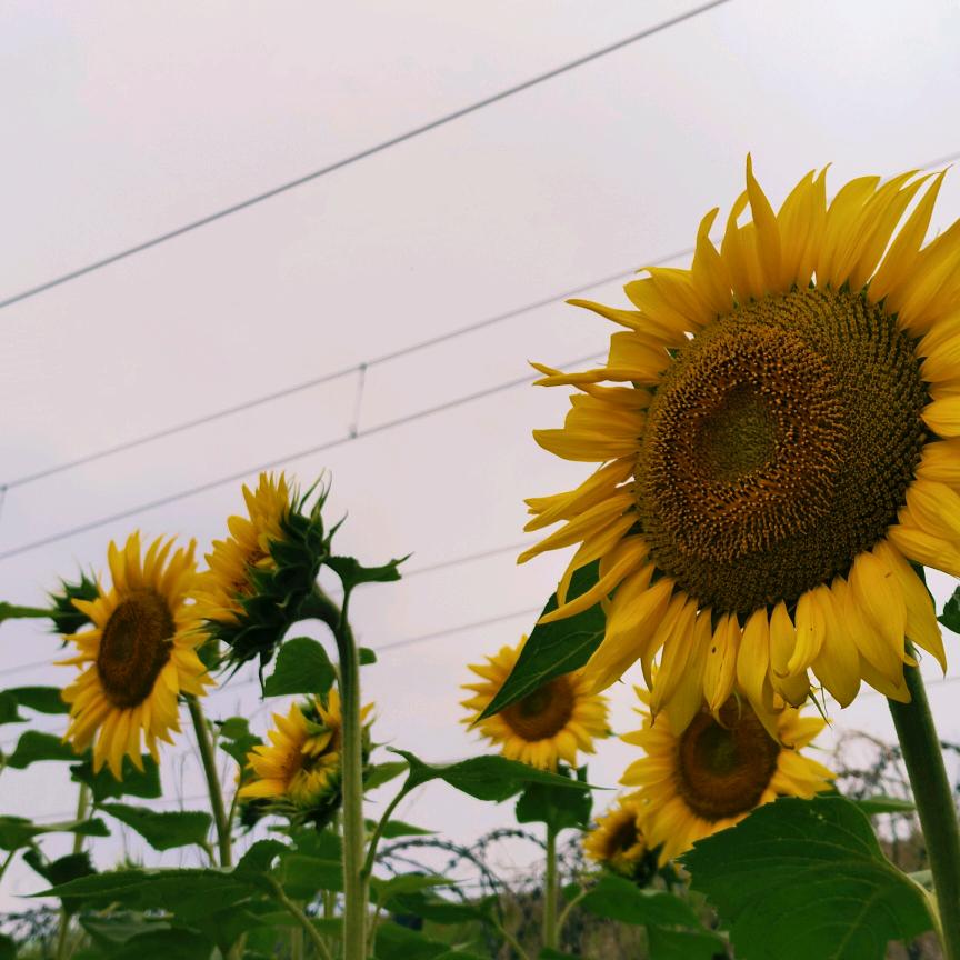 夏洛