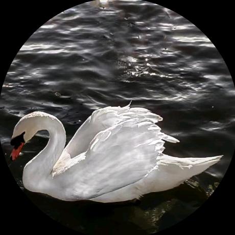 Swan