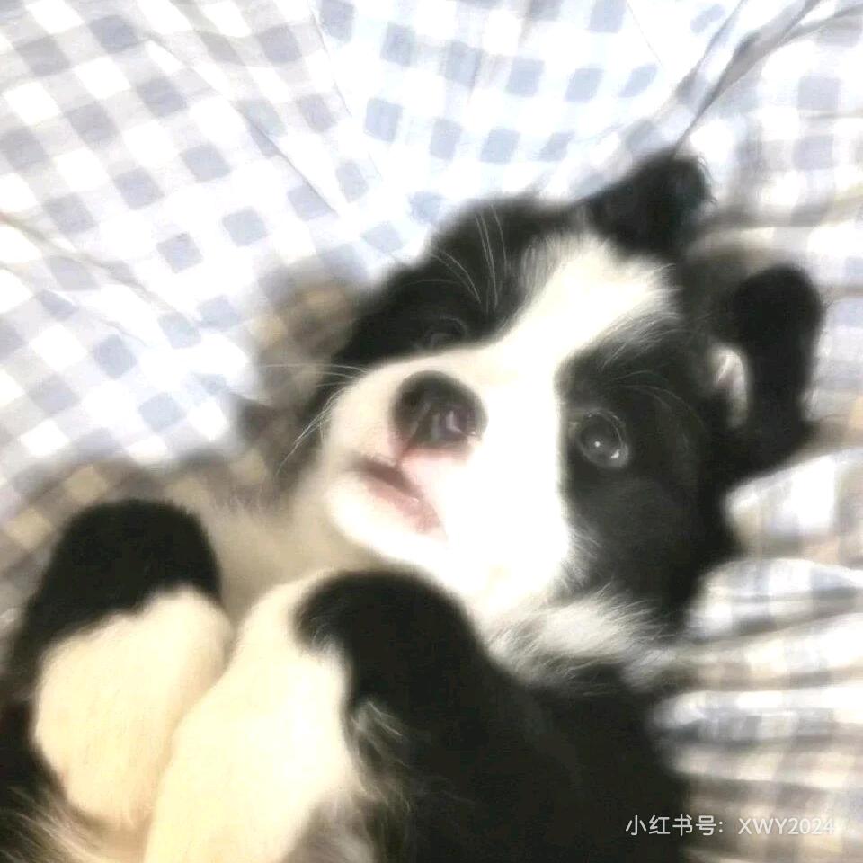 条鱼