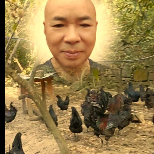 大关乡村乌骨土鸡