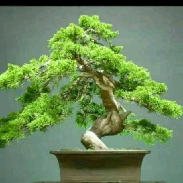 阿飞